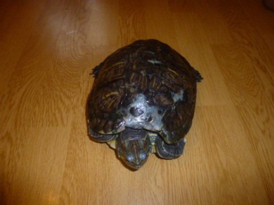 Našla se želva