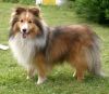 Výstava psů plemene sheltie na Chvalském zámku
