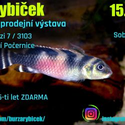 BURZA RYBIČEK