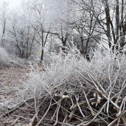 ODSTRAŇOVÁNÍ VEGETACE V OCHRANNÝCH PÁSMECH VEDENÍ ELEKTRICKÉ ENERGIE