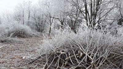 ODSTRAŇOVÁNÍ VEGETACE V OCHRANNÝCH PÁSMECH VEDENÍ ELEKTRICKÉ ENERGIE