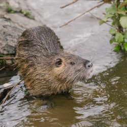 NUTRIE