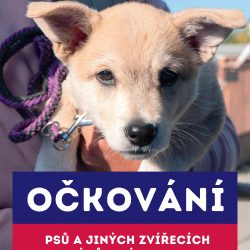 Očkování psů a zvířecích kamarádů lidí bez domova dne 24.…