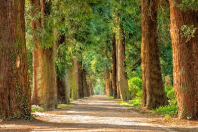 BUDE PROBÍHAT ARBORISTICKÉ OŠETŘENÍ STROMŮ