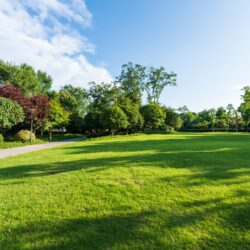 Green,Lawn,In,City,Park