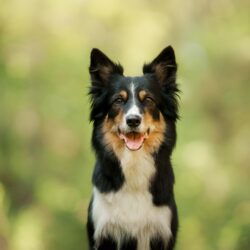 A,Border,Collie,Dog,Smiles,Against,A,Blurred,Green,Forest